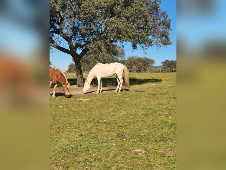 Lusitanien Étalon 4 Ans 150 cm Cremello in Ferradura Nova