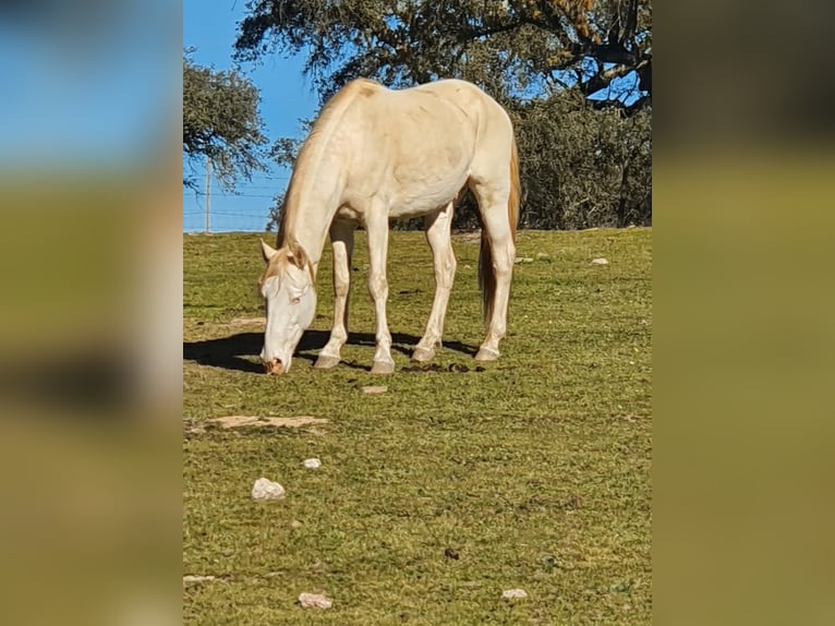 Lusitanien Étalon 4 Ans 150 cm Cremello in Ferradura Nova