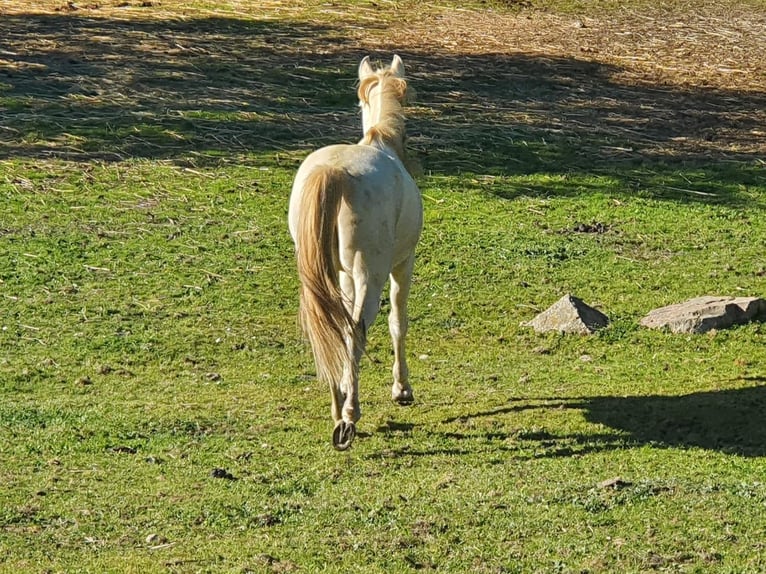 Lusitanien Étalon 4 Ans 150 cm Cremello in Ferradura Nova