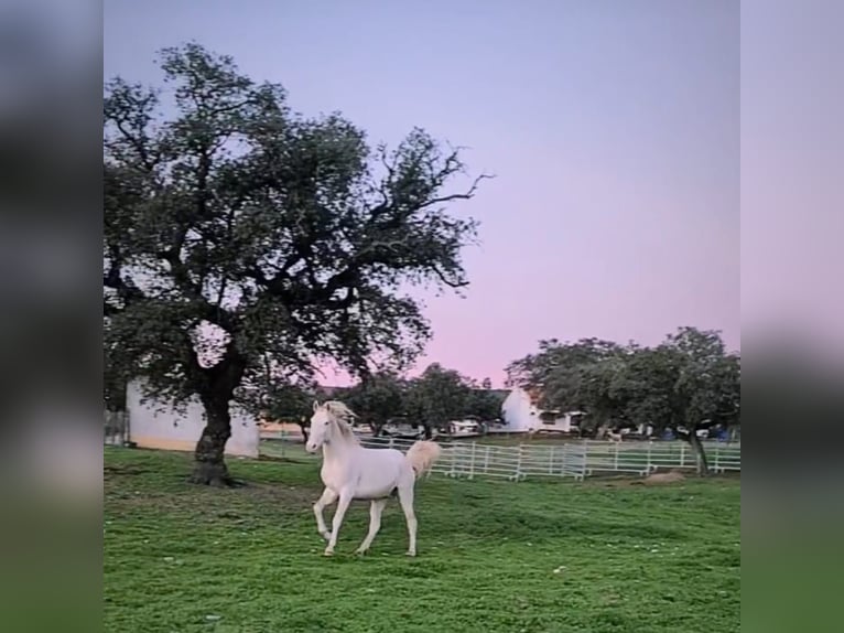 Lusitanien Étalon 4 Ans 150 cm Cremello in Ferradura Nova