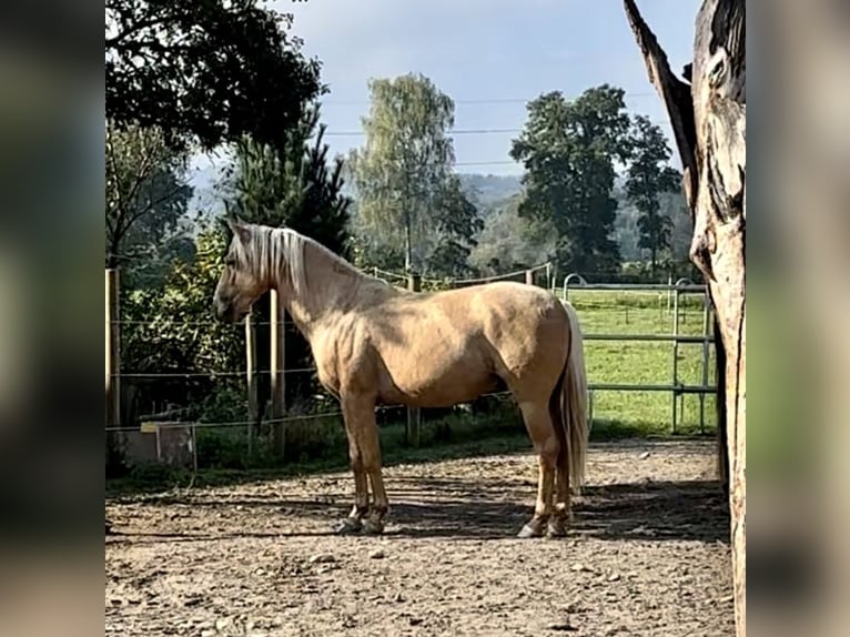 Lusitanien Étalon 4 Ans 152 cm Palomino in Oberentfelden