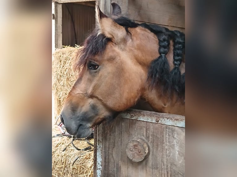 Lusitanien Croisé Étalon 4 Ans 153 cm Isabelle in Husby