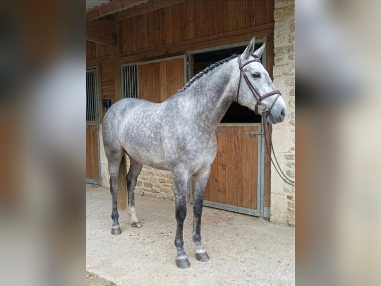 Lusitanien Étalon 4 Ans 155 cm Blanc in Terlamonte