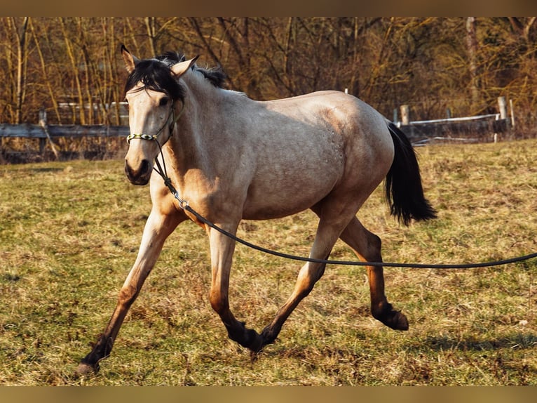 Lusitanien Étalon 4 Ans 155 cm Buckskin in Buckow