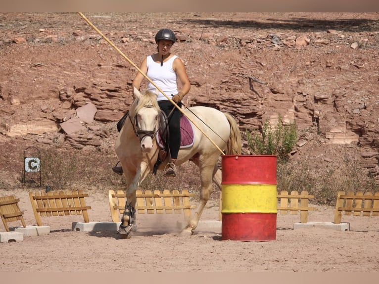 Lusitanien Croisé Étalon 4 Ans 155 cm Cremello in Valencia