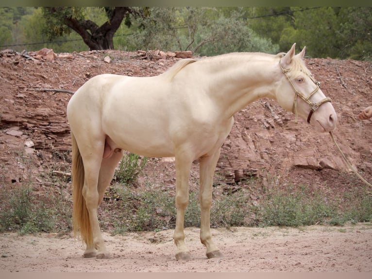 Lusitanien Croisé Étalon 4 Ans 155 cm Cremello in Valencia