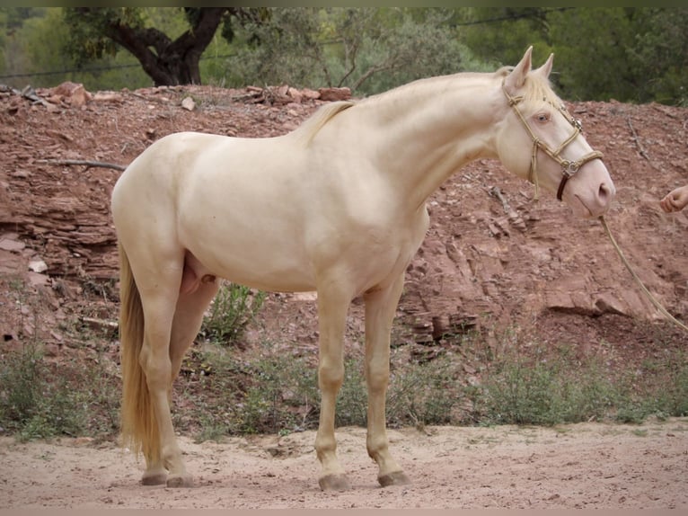 Lusitanien Croisé Étalon 4 Ans 155 cm Cremello in Valencia