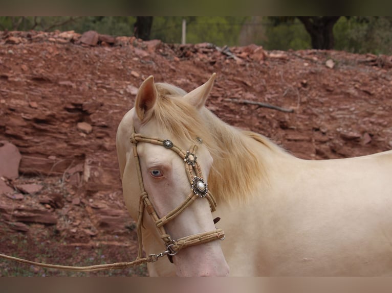 Lusitanien Croisé Étalon 4 Ans 155 cm Cremello in Valencia