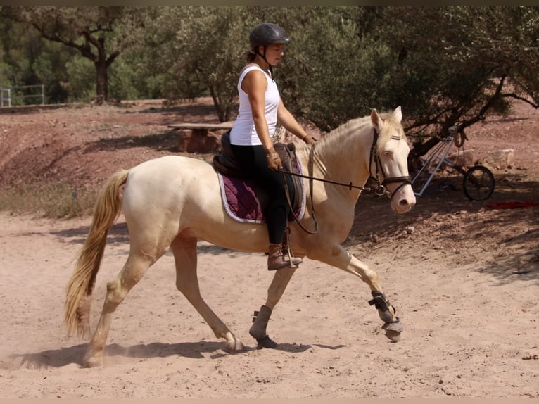 Lusitanien Croisé Étalon 4 Ans 155 cm Cremello in Valencia