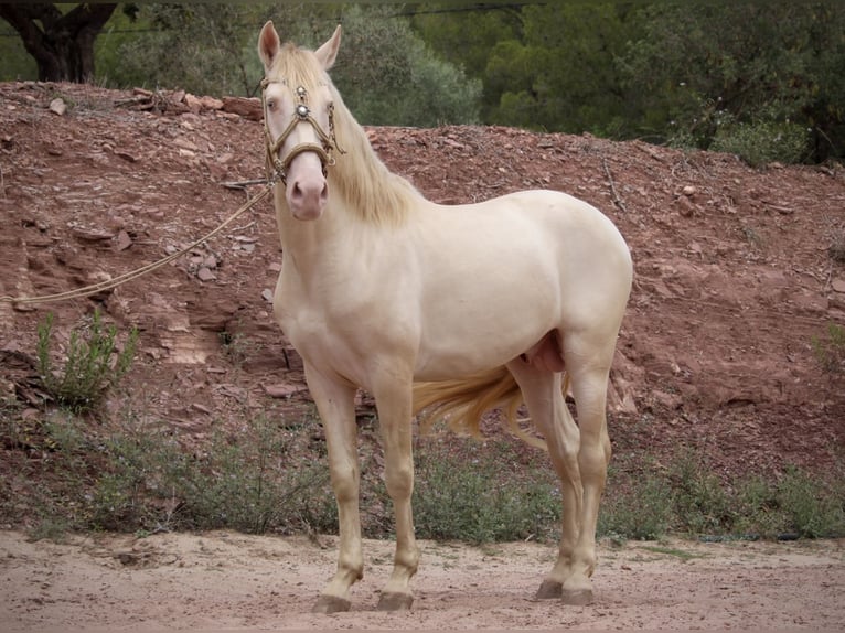 Lusitanien Croisé Étalon 4 Ans 155 cm Cremello in Valencia