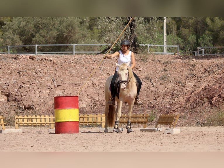 Lusitanien Croisé Étalon 4 Ans 155 cm Cremello in Valencia