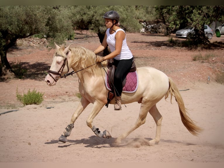 Lusitanien Croisé Étalon 4 Ans 155 cm Cremello in Valencia