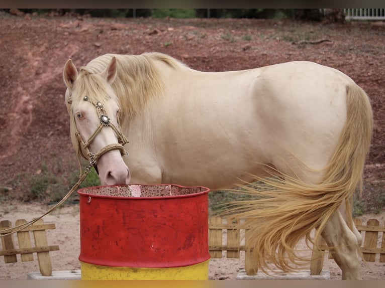 Lusitanien Croisé Étalon 4 Ans 155 cm Cremello in Valencia