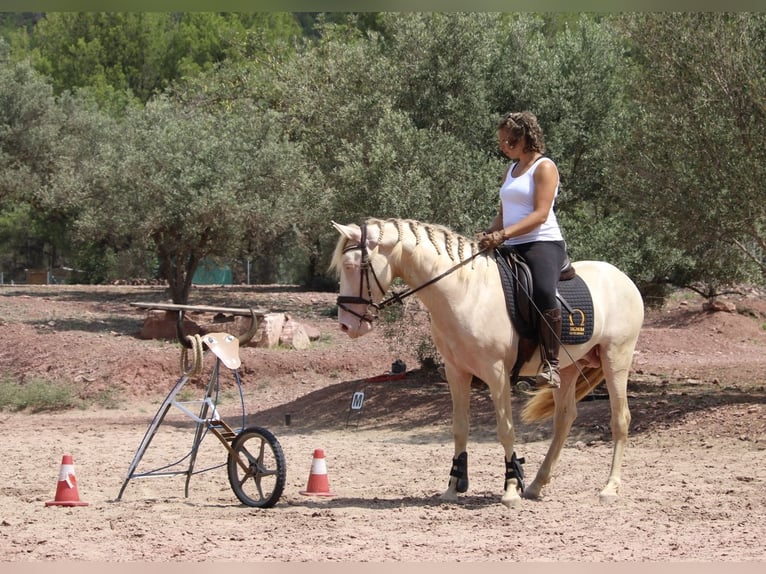 Lusitanien Croisé Étalon 4 Ans 155 cm Cremello in Valencia