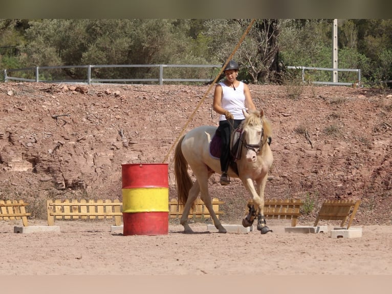 Lusitanien Croisé Étalon 4 Ans 155 cm Cremello in Valencia