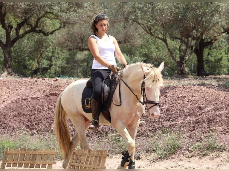 Lusitanien Croisé Étalon 4 Ans 155 cm Cremello in Valencia