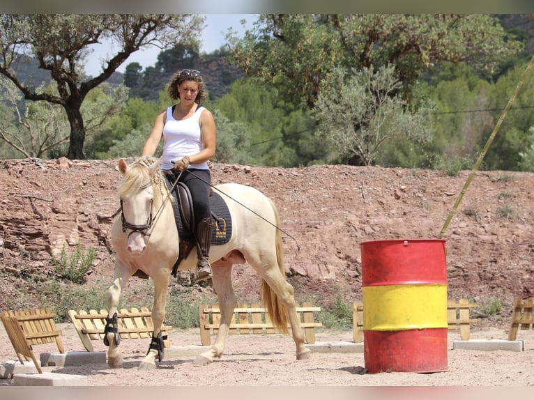 Lusitanien Croisé Étalon 4 Ans 155 cm Cremello in Valencia