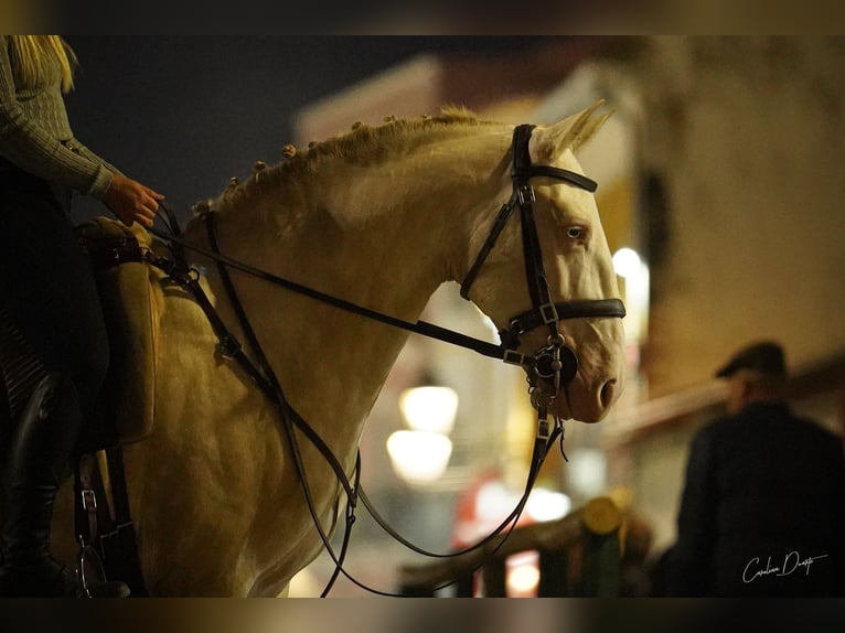 Lusitanien Étalon 4 Ans 155 cm Cremello in Rio Maior