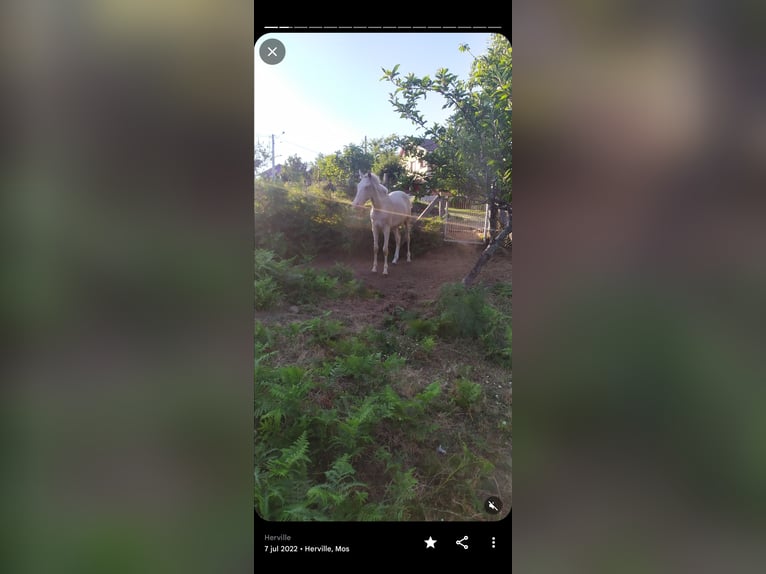 Lusitanien Étalon 4 Ans 155 cm Cremello in Sangui&#xF1;eda (Santa Maria)