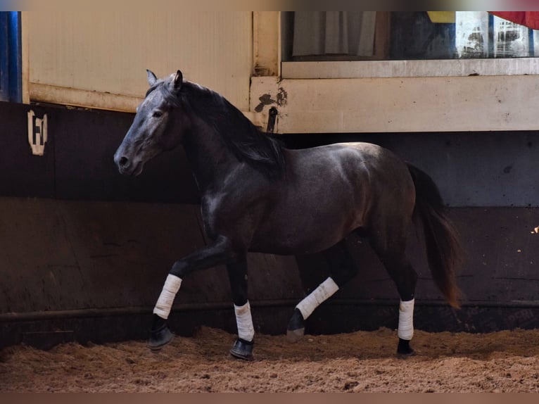 Lusitanien Étalon 4 Ans 155 cm Gris noir in Castanheira do Ribatejo