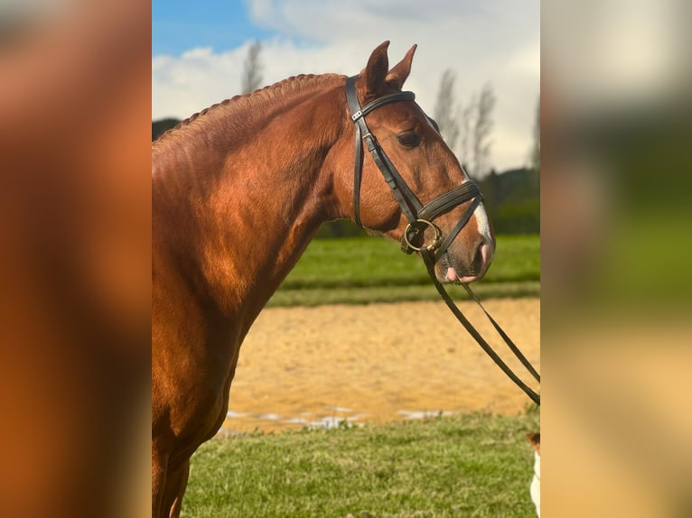 Lusitanien Étalon 4 Ans 157 cm Alezan in Hamburg