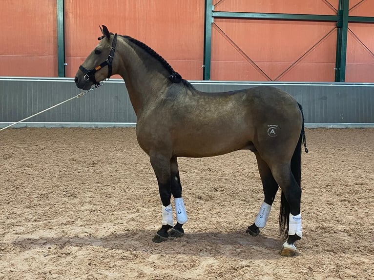 Lusitanien Étalon 4 Ans 157 cm Buckskin in Martfeld