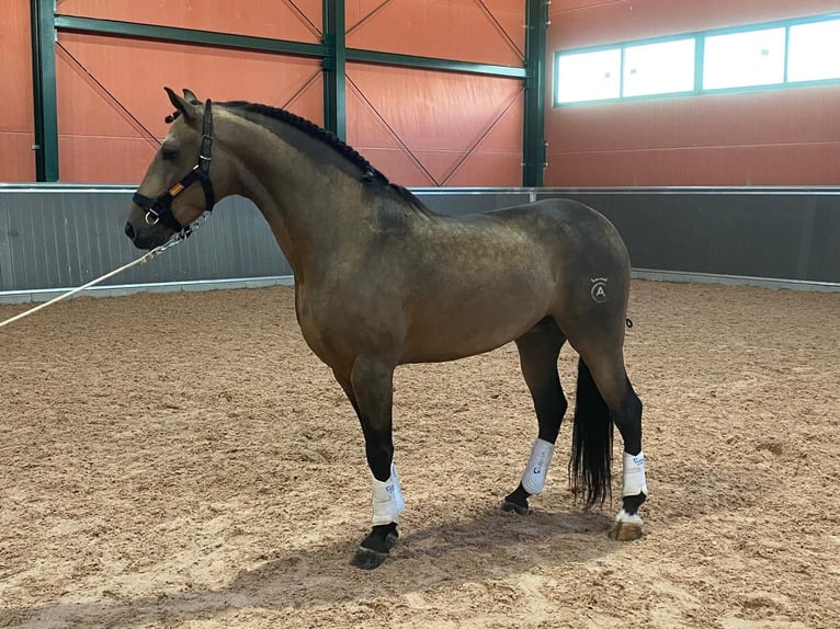 Lusitanien Étalon 4 Ans 157 cm Buckskin in Martfeld