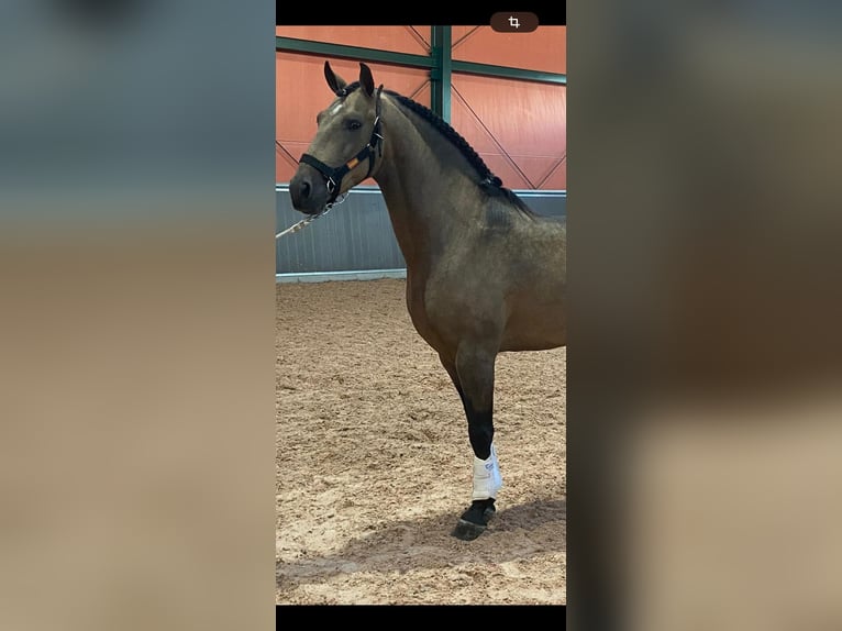 Lusitanien Étalon 4 Ans 157 cm Buckskin in Martfeld