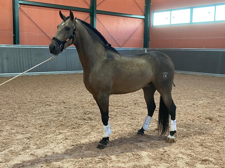 Lusitanien Étalon 4 Ans 157 cm Buckskin in Martfeld