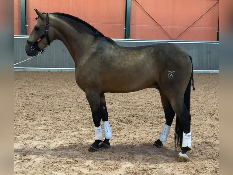 Lusitanien Étalon 4 Ans 157 cm Buckskin in Martfeld