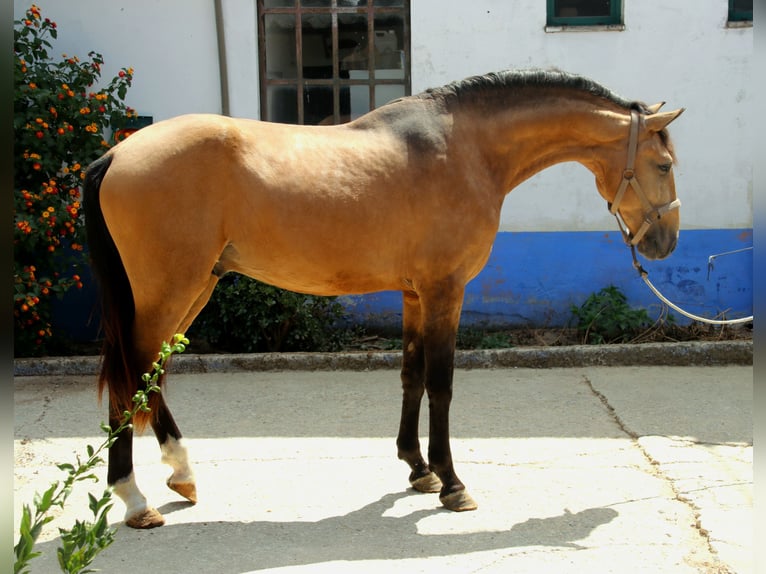 Lusitanien Étalon 4 Ans 157 cm Buckskin in Lisboa