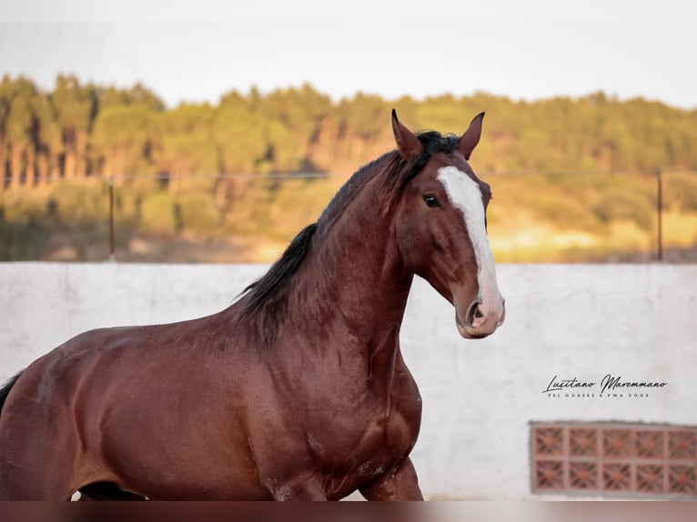 Lusitanien Étalon 4 Ans 158 cm Bai in Santarém