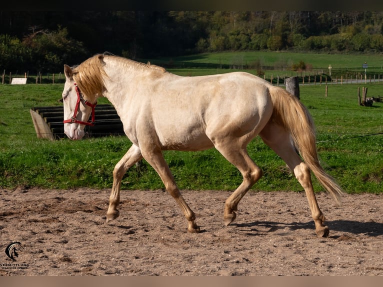 Lusitanien Étalon 4 Ans 158 cm Cremello in St. Liffroy Hospital