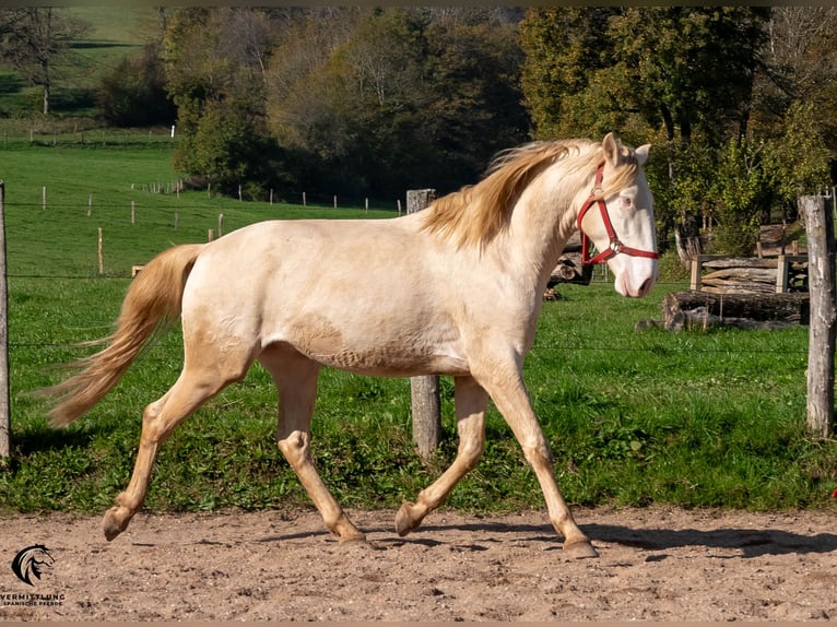 Lusitanien Étalon 4 Ans 158 cm Cremello in St. Liffroy Hospital