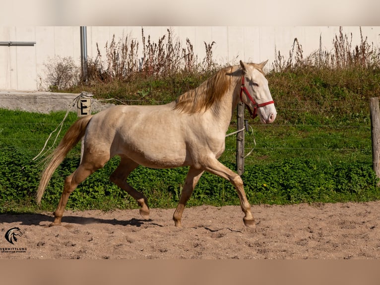 Lusitanien Étalon 4 Ans 158 cm Cremello in St. Liffroy Hospital