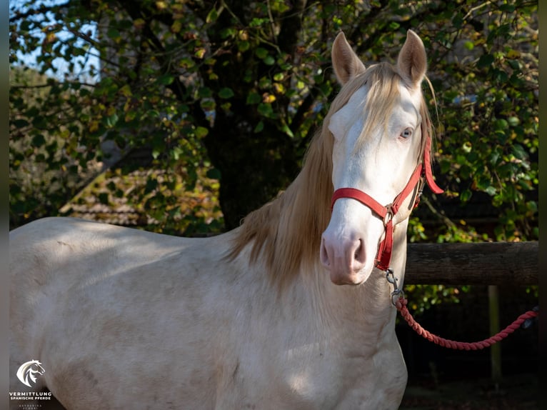 Lusitanien Étalon 4 Ans 158 cm Cremello in St. Liffroy Hospital