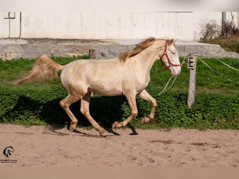 Lusitanien Étalon 4 Ans 158 cm Cremello in St. Liffroy Hospital