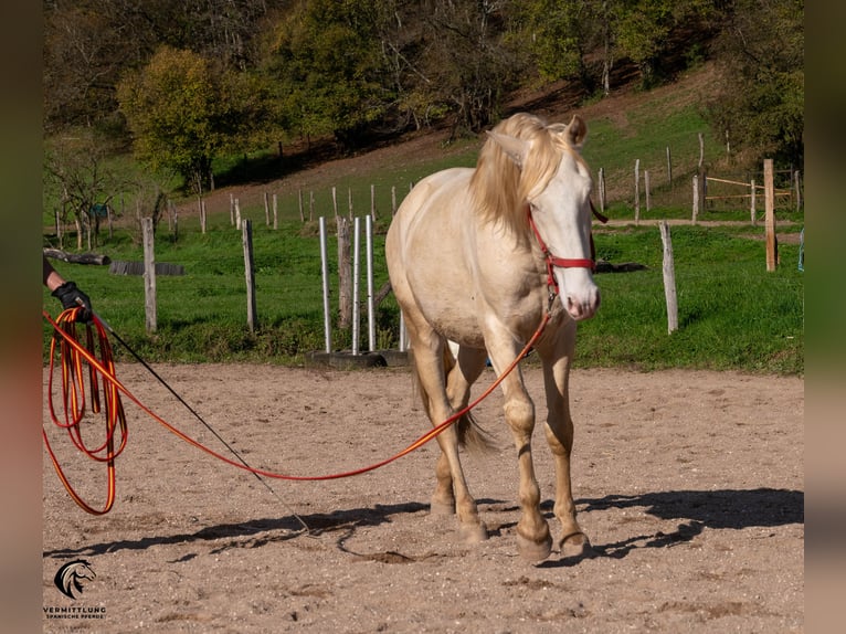 Lusitanien Étalon 4 Ans 158 cm Cremello in St. Liffroy Hospital