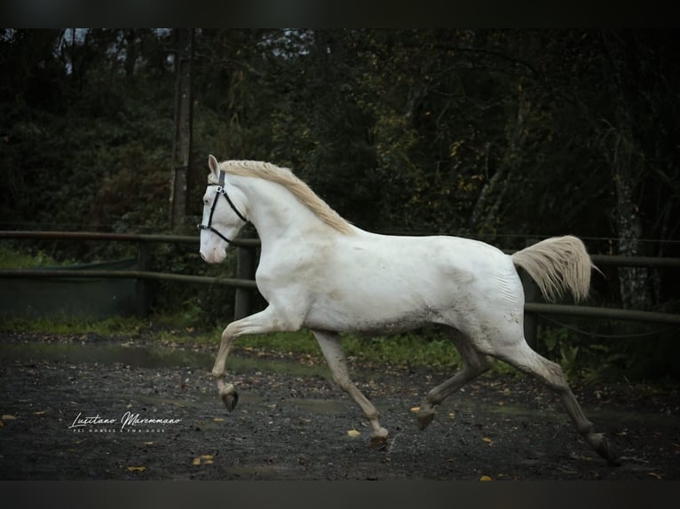 Lusitanien Étalon 4 Ans 158 cm Cremello in RIO MAIOR