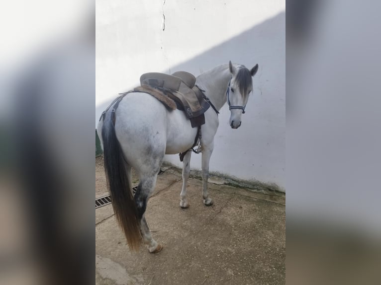 Lusitanien Étalon 4 Ans 158 cm Gris in Valdecaballeros