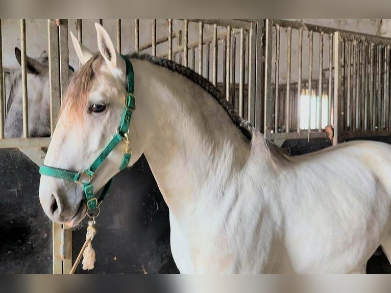 Lusitanien Étalon 4 Ans 158 cm Gris in Jerez