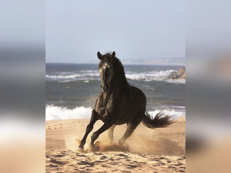 Lusitanien Étalon 4 Ans 158 cm Gris in Caldas da Rainha