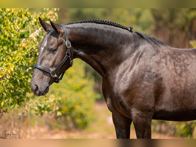 Lusitanien Étalon 4 Ans 158 cm Gris in Caldas da Rainha