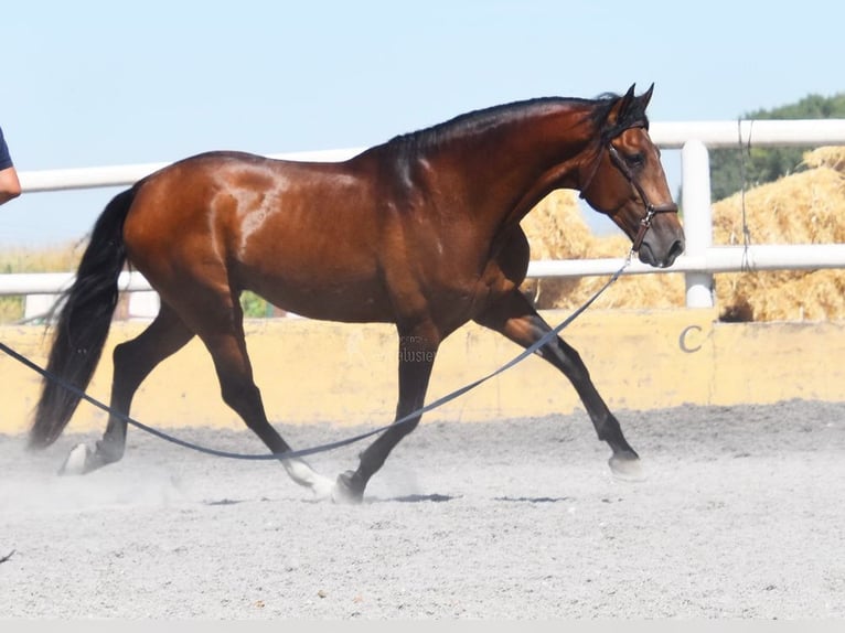 Lusitanien Étalon 4 Ans 159 cm Bai in Miralvalles