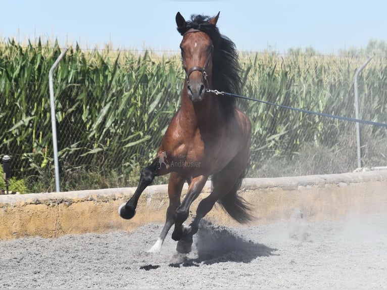 Lusitanien Étalon 4 Ans 159 cm Bai in Miralvalles