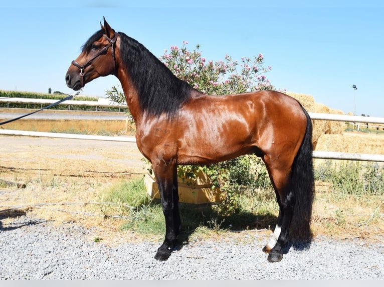 Lusitanien Étalon 4 Ans 159 cm Bai in Miralvalles