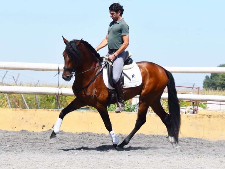 Lusitanien Étalon 4 Ans 159 cm Bai in Miralvalles