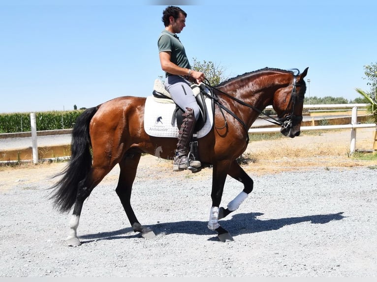 Lusitanien Étalon 4 Ans 159 cm Bai in Miralvalles