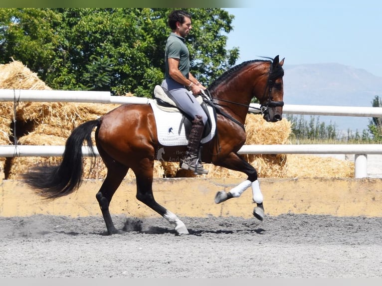 Lusitanien Étalon 4 Ans 159 cm Bai in Miralvalles