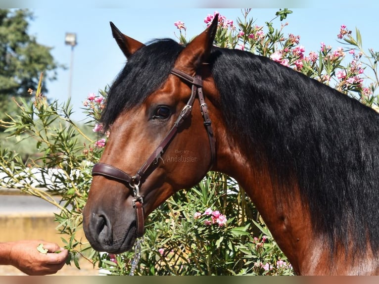 Lusitanien Étalon 4 Ans 159 cm Bai in Miralvalles